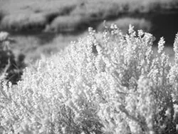 Click to view image Heather on the Heath (Infrared)