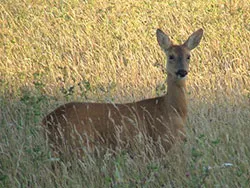 Deer at Durlston - Ref: VS1016