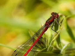 Click to view image Damselfly