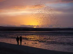 Click to view image Murmurating starlings over Poole Harbour