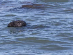 Common Seal in Durlston Bay - Ref: VS1769
