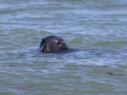 Common Seal - Ref: VS1770
