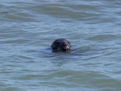 Common Seal - Ref: VS1773