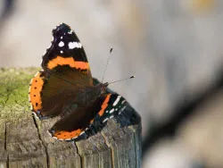 Red Admiral Butterfly - Ref: VS1787