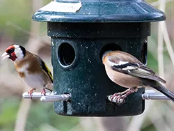 Click to view image Birds on a feeder