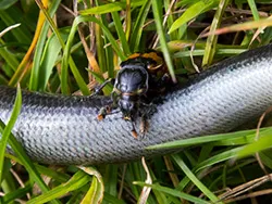 Click to view image Common Sexton Beetle and Slow Worm