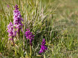 Click to view image Early Purple Orchid - Orchis mascula