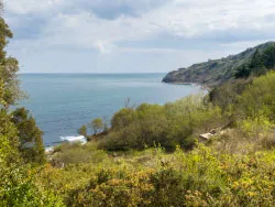 Click to view image Durlston Bay in the Spring