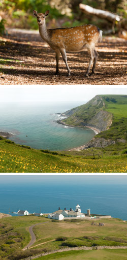 Purbeck Countryside and Wildlife