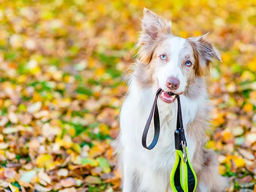 Dog Grooming, Walking &amp; Pet Care Listings
