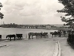 Click to view image Horses at the Pier