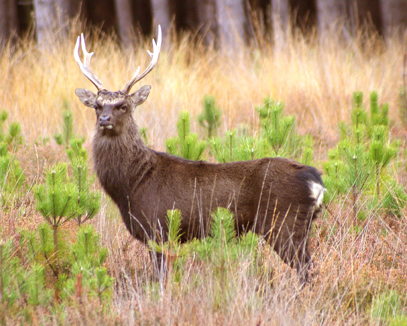 Sika Stag at Rempstone