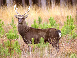 Click to view image Sika Stag at Rempstone - 453