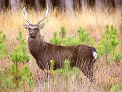Click to view image Sika Stag at Rempstone