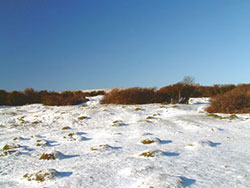 Click to view image Snow at Durlston - 547