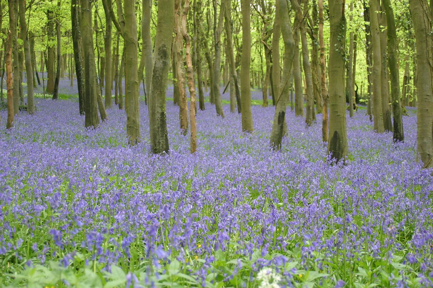 Bluebell Woods on the Purbeck Hills