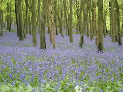 Click to view image Bluebell Woods on the Purbeck Hills