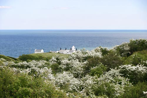 Lighthouse and Flowers
