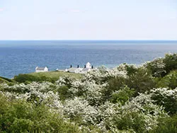 Click to view image Lighthouse and Flowers