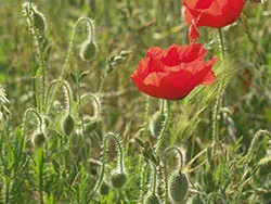 Poppies in quarry - Ref: VS574