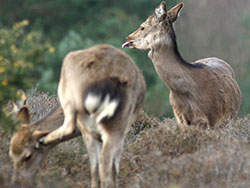 Click to view image Rude Deer - 592
