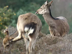 Click to view image Rude Deer