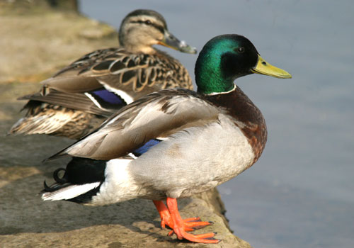 Ducks on wareham river