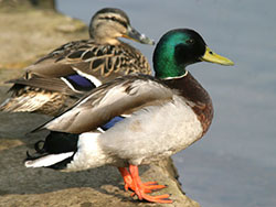 Ducks on wareham river - Ref: VS598