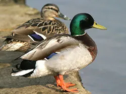 Click to view image Ducks on wareham river