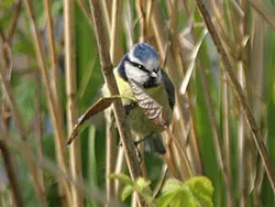 Blue Tit at wareham river - Ref: VS599