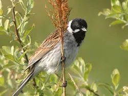 Click to view image Birds on wareham river