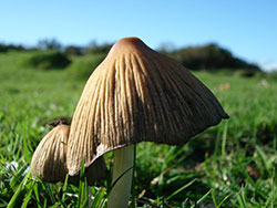 Click to view Fungi