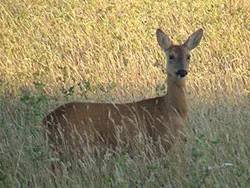 Click to view image Deer at Durlston