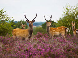 Click to view image Deer at Arne - 1026