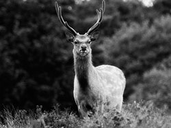 Click to view image Deer at Arne - 1027