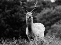 Click to view image Deer at Arne