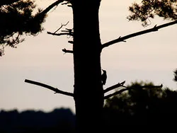 Click to view image Woodpecker at Arne