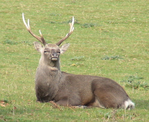 Deer at Studland