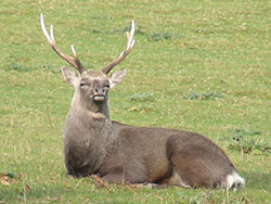 Click to view image Deer at Studland - 1056