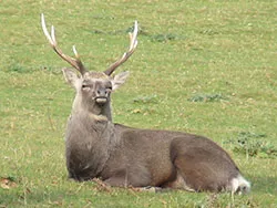 Click to view image Deer at Studland