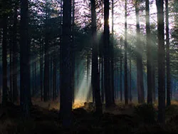 Sun shines through rempstone forest - Ref: VS1080