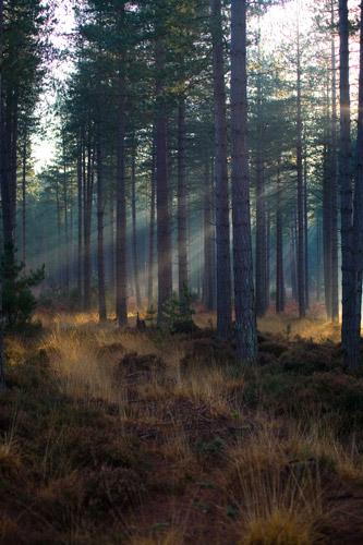 Sun shines through rempstone forest