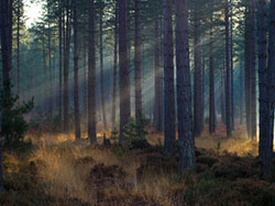 Sun shines through rempstone forest - Ref: VS1081