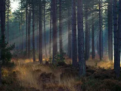 Click to view image Sun shines through rempstone forest