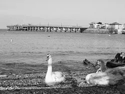 Click to view image Swans at the Pier