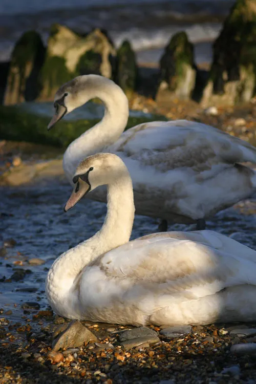 Swanage and Purbeck Gallery