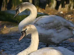 Click to view image Swans at the Pier
