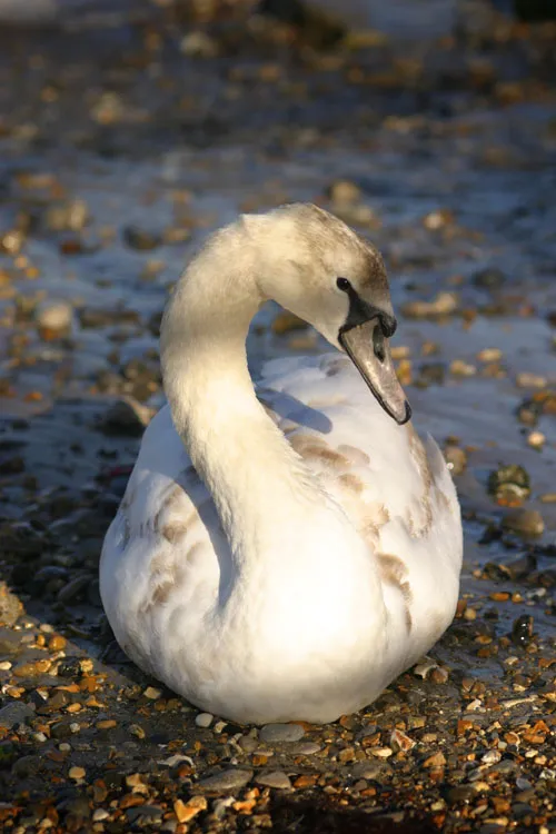 Swanage and Purbeck Gallery