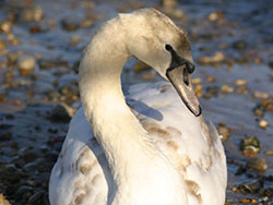 Click to view image Swans at the Pier - 935