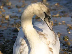 Click to view image Swans at the Pier